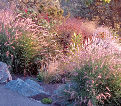 Ornamental grasses