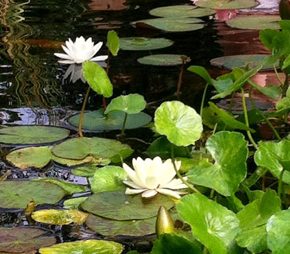 Water pond feature